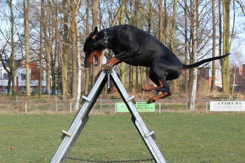 Dobermann Iron