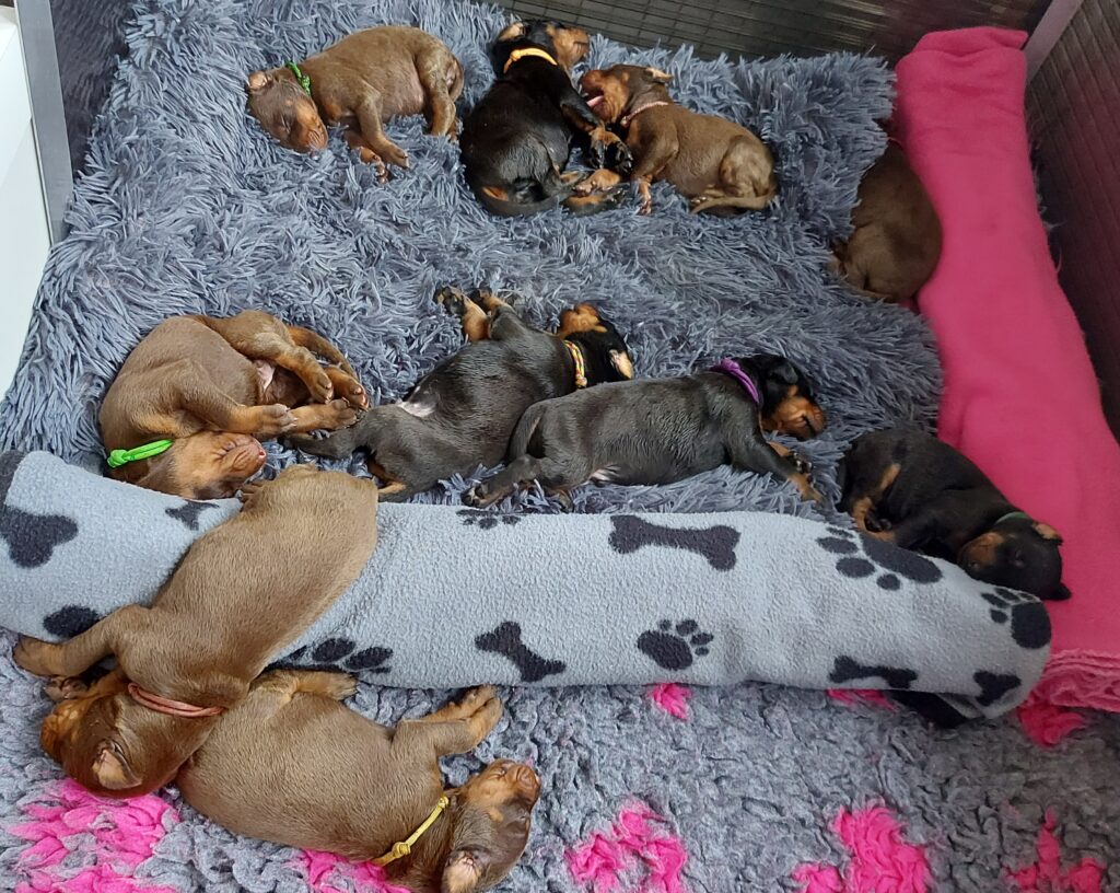 U nestje Pacha x Iwo