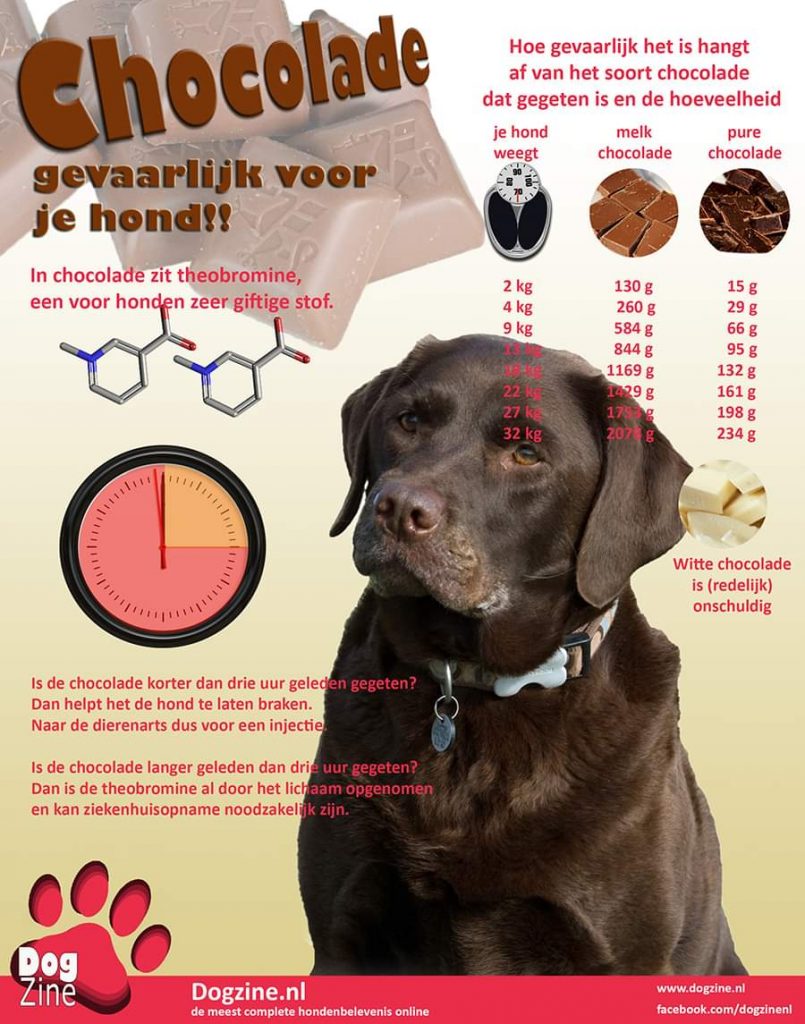 chocolade gevaarlijk voor je hond