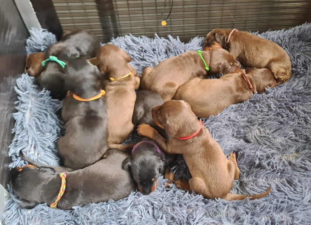 tevreden pups van Pacha